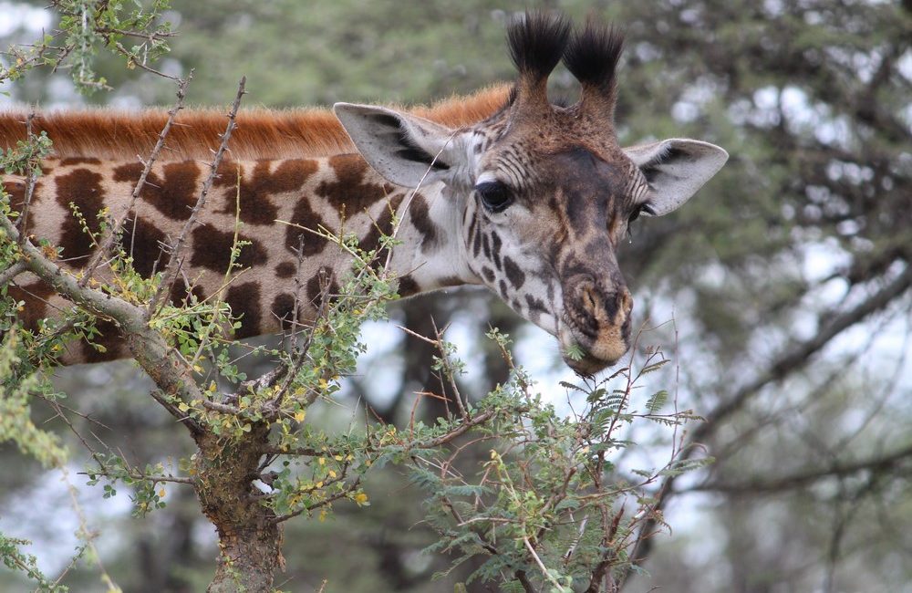 6 days Tanzania camping safari