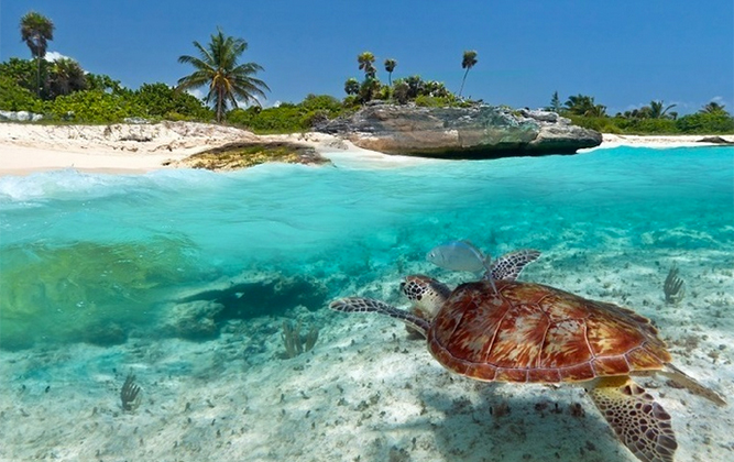 Zanzibar and Safari