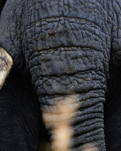 safari big five