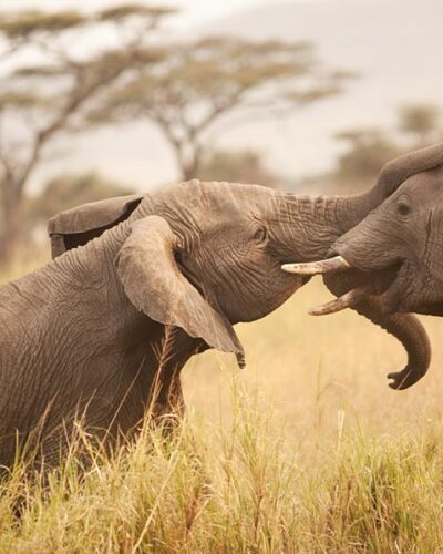 Tanzania Luxury safari